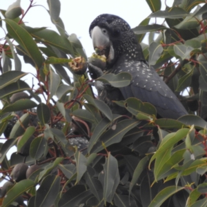 Calyptorhynchus banksii at Paulls Valley, WA - 12 Sep 2023 02:31 PM