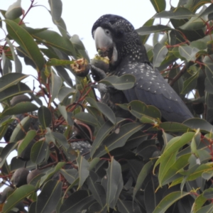 Calyptorhynchus banksii at Paulls Valley, WA - 12 Sep 2023