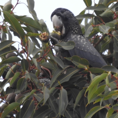 Calyptorhynchus banksii (Red-tailed Black-cockatoo) at Paulls Valley, WA - 12 Sep 2023 by HelenCross