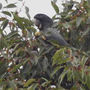 Calyptorhynchus banksii at Paulls Valley, WA - 12 Sep 2023