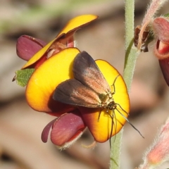 Unidentified Moth (Lepidoptera) at Beelu National Park - 12 Sep 2023 by HelenCross