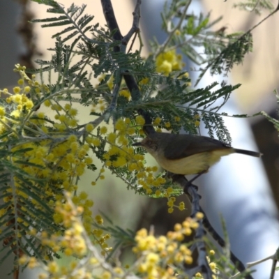 Acanthiza reguloides (Buff-rumped Thornbill) at Gigerline Nature Reserve - 14 Sep 2023 by RodDeb