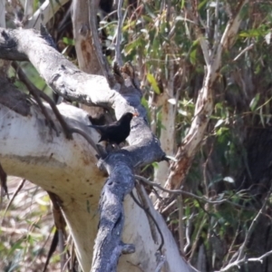 Turdus merula at Tuggeranong, ACT - 14 Sep 2023 12:37 PM