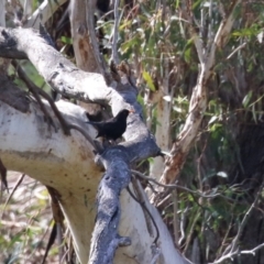 Turdus merula (Eurasian Blackbird) at Tuggeranong, ACT - 14 Sep 2023 by RodDeb