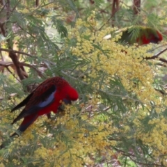 Platycercus elegans (Crimson Rosella) at Gigerline Nature Reserve - 14 Sep 2023 by RodDeb