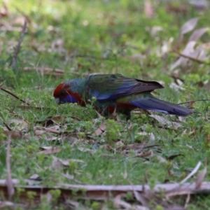 Platycercus elegans at Booth, ACT - 14 Sep 2023