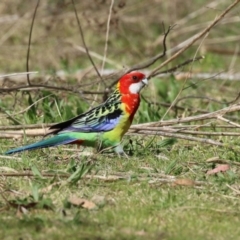 Platycercus eximius (Eastern Rosella) at Booth, ACT - 14 Sep 2023 by RodDeb