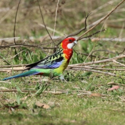 Platycercus eximius (Eastern Rosella) at Gigerline Nature Reserve - 14 Sep 2023 by RodDeb