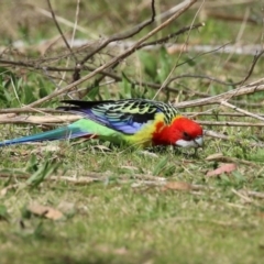 Platycercus eximius at Booth, ACT - 14 Sep 2023