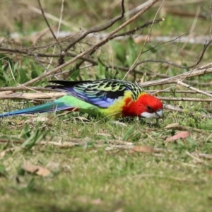 Platycercus eximius at Booth, ACT - 14 Sep 2023 01:54 PM