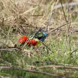 Platycercus eximius at Booth, ACT - 14 Sep 2023 01:54 PM