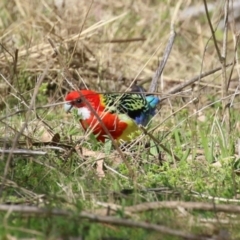 Platycercus eximius at Booth, ACT - 14 Sep 2023 01:54 PM