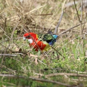 Platycercus eximius at Booth, ACT - 14 Sep 2023