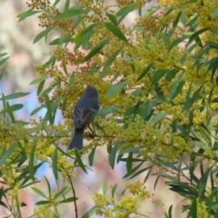 Pachycephala pectoralis (Golden Whistler) at Gigerline Nature Reserve - 14 Sep 2023 by RodDeb