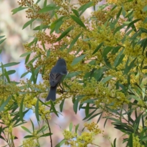 Pachycephala pectoralis at Booth, ACT - 14 Sep 2023 12:11 PM