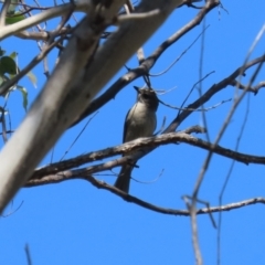 Pachycephala pectoralis at Booth, ACT - 14 Sep 2023 12:11 PM