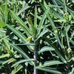 Euphorbia lathyris (Caper Spurge) at Gigerline Nature Reserve - 14 Sep 2023 by RodDeb