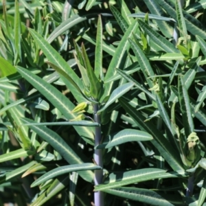 Euphorbia lathyris at Booth, ACT - 14 Sep 2023 11:58 AM