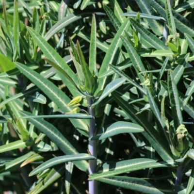 Euphorbia lathyris (Caper Spurge) at Booth, ACT - 14 Sep 2023 by RodDeb