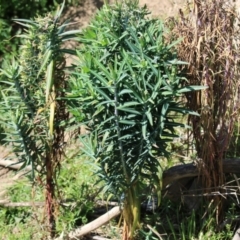 Euphorbia lathyris at Booth, ACT - 14 Sep 2023
