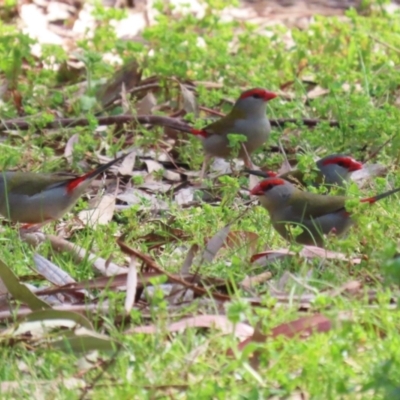 Neochmia temporalis (Red-browed Finch) at Booth, ACT - 14 Sep 2023 by RodDeb