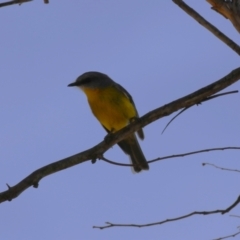 Eopsaltria australis (Eastern Yellow Robin) at Booth, ACT - 14 Sep 2023 by RodDeb