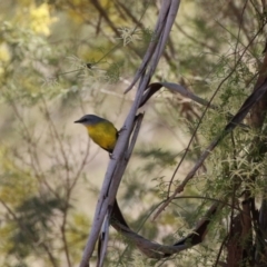 Eopsaltria australis at Booth, ACT - 14 Sep 2023 12:05 PM