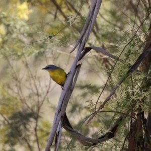 Eopsaltria australis at Booth, ACT - 14 Sep 2023