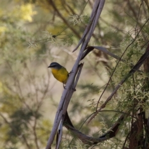 Eopsaltria australis at Booth, ACT - 14 Sep 2023