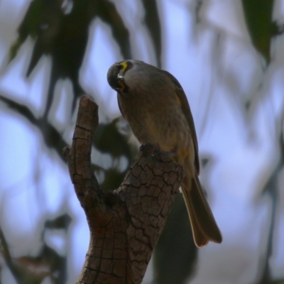 Caligavis chrysops (Yellow-faced Honeyeater) at Booth, ACT - 14 Sep 2023 by RodDeb