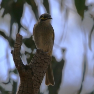 Caligavis chrysops at Booth, ACT - 14 Sep 2023 01:05 PM