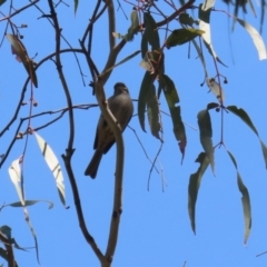 Caligavis chrysops at Booth, ACT - 14 Sep 2023 01:05 PM