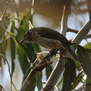 Caligavis chrysops at Booth, ACT - 14 Sep 2023 01:05 PM