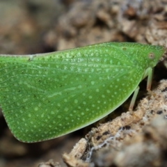 Siphanta acuta (Green planthopper, Torpedo bug) at Brisbane City, QLD - 14 Sep 2023 by TimL