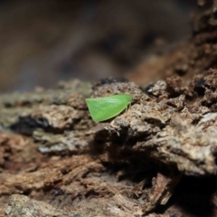 Siphanta acuta at Brisbane City, QLD - 14 Sep 2023 11:28 AM
