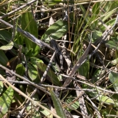 Perunga ochracea (Perunga grasshopper, Cross-dressing Grasshopper) at Mulanggari Grasslands - 14 Sep 2023 by MattM