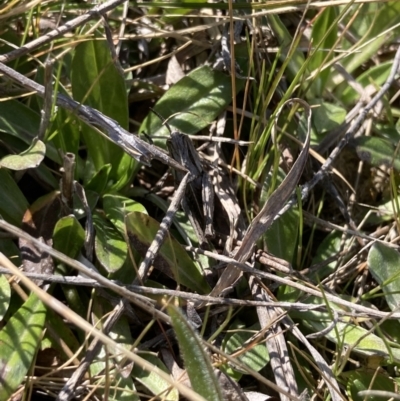 Perunga ochracea (Perunga grasshopper, Cross-dressing Grasshopper) at Gungahlin, ACT - 14 Sep 2023 by MattM