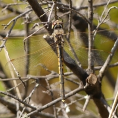 Hemicordulia tau (Tau Emerald) at Wingecarribee Local Government Area - 14 Sep 2023 by Curiosity