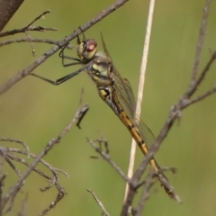 Hemicordulia tau at Braemar, NSW - 14 Sep 2023