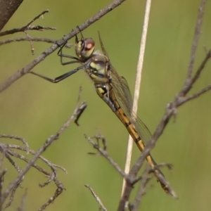 Hemicordulia tau at Braemar, NSW - 14 Sep 2023 10:59 AM