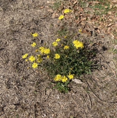 Senecio madagascariensis (Madagascan Fireweed, Fireweed) at Downer, ACT - 13 Sep 2023 by SilkeSma