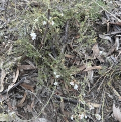 Leucopogon virgatus at Aranda, ACT - 15 Sep 2023