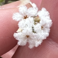 Leucopogon virgatus at Aranda, ACT - 15 Sep 2023