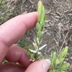 Brachyloma daphnoides (Daphne Heath) at Aranda, ACT - 14 Sep 2023 by lbradley