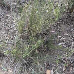 Brachyloma daphnoides at Aranda, ACT - 15 Sep 2023