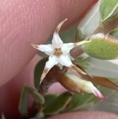 Brachyloma daphnoides at Aranda, ACT - 15 Sep 2023 09:04 AM