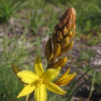 Bulbine bulbosa (Golden Lily) at Yarramundi Grassland
 - 13 Sep 2023 by pinnaCLE