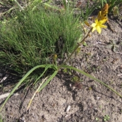 Bulbine bulbosa at Canberra Central, ACT - 13 Sep 2023