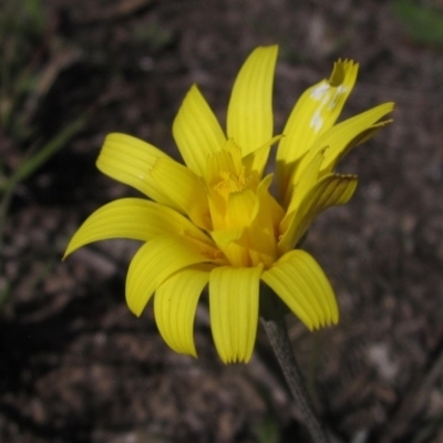 Microseris walteri (Yam Daisy, Murnong) at Canberra Central, ACT - 13 Sep 2023 by pinnaCLE