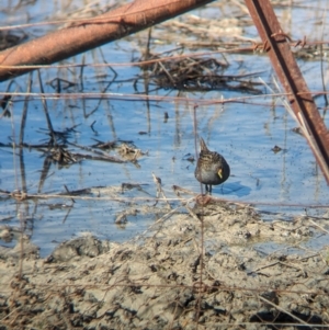 Porzana fluminea at Lake Cargelligo, NSW - 10 Sep 2023